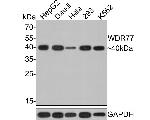 WDR77 Antibody in Western Blot (WB)