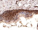 PSMB3 Antibody in Immunohistochemistry (Paraffin) (IHC (P))