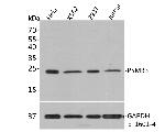 PSMB3 Antibody in Western Blot (WB)