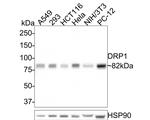 DNM1L Antibody in Western Blot (WB)