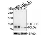 NOTCH3 Antibody in Western Blot (WB)