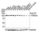 NUP107 Antibody in Western Blot (WB)