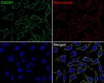 CXCR1 Antibody in Immunocytochemistry (ICC/IF)