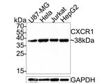 CXCR1 Antibody in Western Blot (WB)