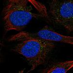 SGMS2 Antibody in Immunocytochemistry (ICC/IF)