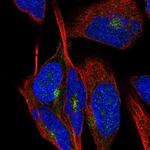 LCA5 Antibody in Immunocytochemistry (ICC/IF)