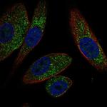 EFHB Antibody in Immunocytochemistry (ICC/IF)