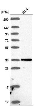 PTGDR Antibody in Western Blot (WB)