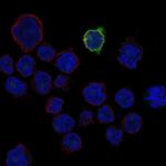 LIPI Antibody in Immunocytochemistry (ICC/IF)