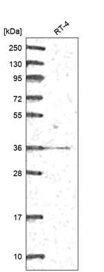 GGPS1 Antibody in Western Blot (WB)