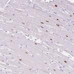 ADSSL1 Antibody in Immunohistochemistry (Paraffin) (IHC (P))