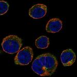 STAM Antibody in Immunocytochemistry (ICC/IF)