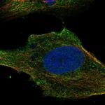 SLC6A7 Antibody in Immunocytochemistry (ICC/IF)