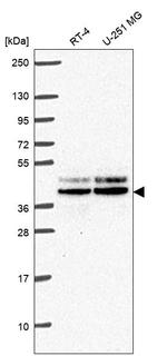 JunD Antibody in Western Blot (WB)