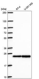 HP1 beta Antibody in Western Blot (WB)