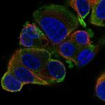 SLC26A6 Antibody in Immunocytochemistry (ICC/IF)