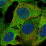 JNK2 Antibody in Immunocytochemistry (ICC/IF)