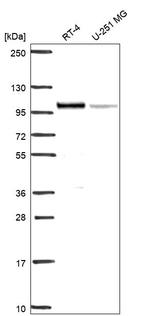 IFI16 Antibody in Western Blot (WB)