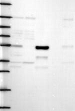 PACS1 Antibody in Western Blot (WB)