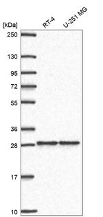 ZNF385A Antibody in Western Blot (WB)