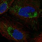 ICT1 Antibody in Immunocytochemistry (ICC/IF)