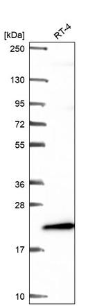 ICT1 Antibody in Western Blot (WB)