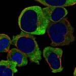 GUCY1B3 Antibody in Immunocytochemistry (ICC/IF)