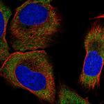 SAPAP1 Antibody in Immunocytochemistry (ICC/IF)