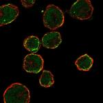 OR13C9 Antibody in Immunocytochemistry (ICC/IF)