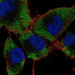 RAB24 Antibody in Immunocytochemistry (ICC/IF)