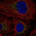 POLG2 Antibody in Immunocytochemistry (ICC/IF)