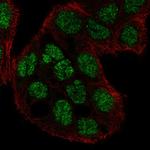 C2CD4A Antibody in Immunocytochemistry (ICC/IF)