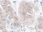 Galectin 9 Antibody in Immunohistochemistry (Paraffin) (IHC (P))