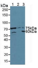 ATF6 Antibody in Western Blot (WB)