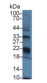 GPX3 Antibody in Western Blot (WB)
