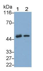 TGF beta-1 Antibody in Western Blot (WB)