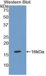 TGF beta-1 Antibody in Western Blot (WB)