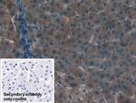 Apolipoprotein C1 Antibody in Immunohistochemistry (Paraffin) (IHC (P))