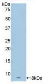 Apolipoprotein C1 Antibody in Western Blot (WB)