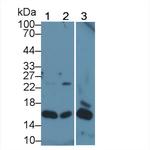 Histone H2A.X Antibody in Western Blot (WB)