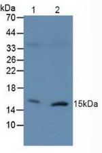 Histone H2A.X Antibody in Western Blot (WB)