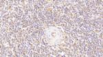LOXL3 Antibody in Immunohistochemistry (Paraffin) (IHC (P))