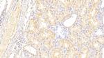 LOXL3 Antibody in Immunohistochemistry (Paraffin) (IHC (P))