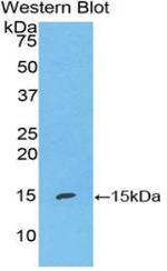 S100A7 Antibody in Western Blot (WB)