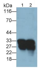 Trypsin Antibody in Western Blot (WB)