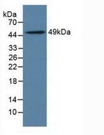LILRB4 Antibody in Western Blot (WB)