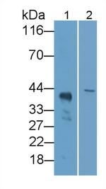 LILRB4 Antibody in Western Blot (WB)