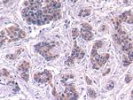 Complement C4 Antibody in Immunohistochemistry (Paraffin) (IHC (P))