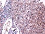 Complement C4 Antibody in Immunohistochemistry (Paraffin) (IHC (P))