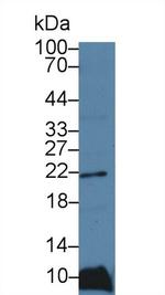 Ferritin Light Chain Antibody in Western Blot (WB)